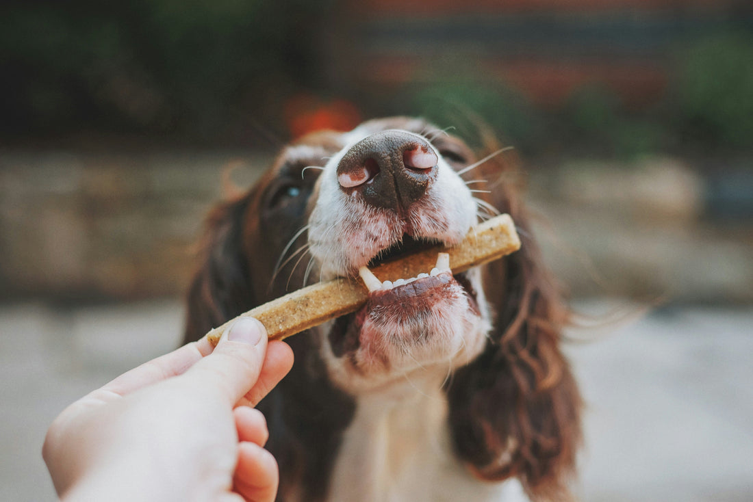 “The Importance of Positive Reinforcement in Potty Training”