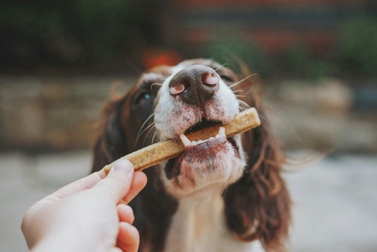 “The Importance of Positive Reinforcement in Potty Training”