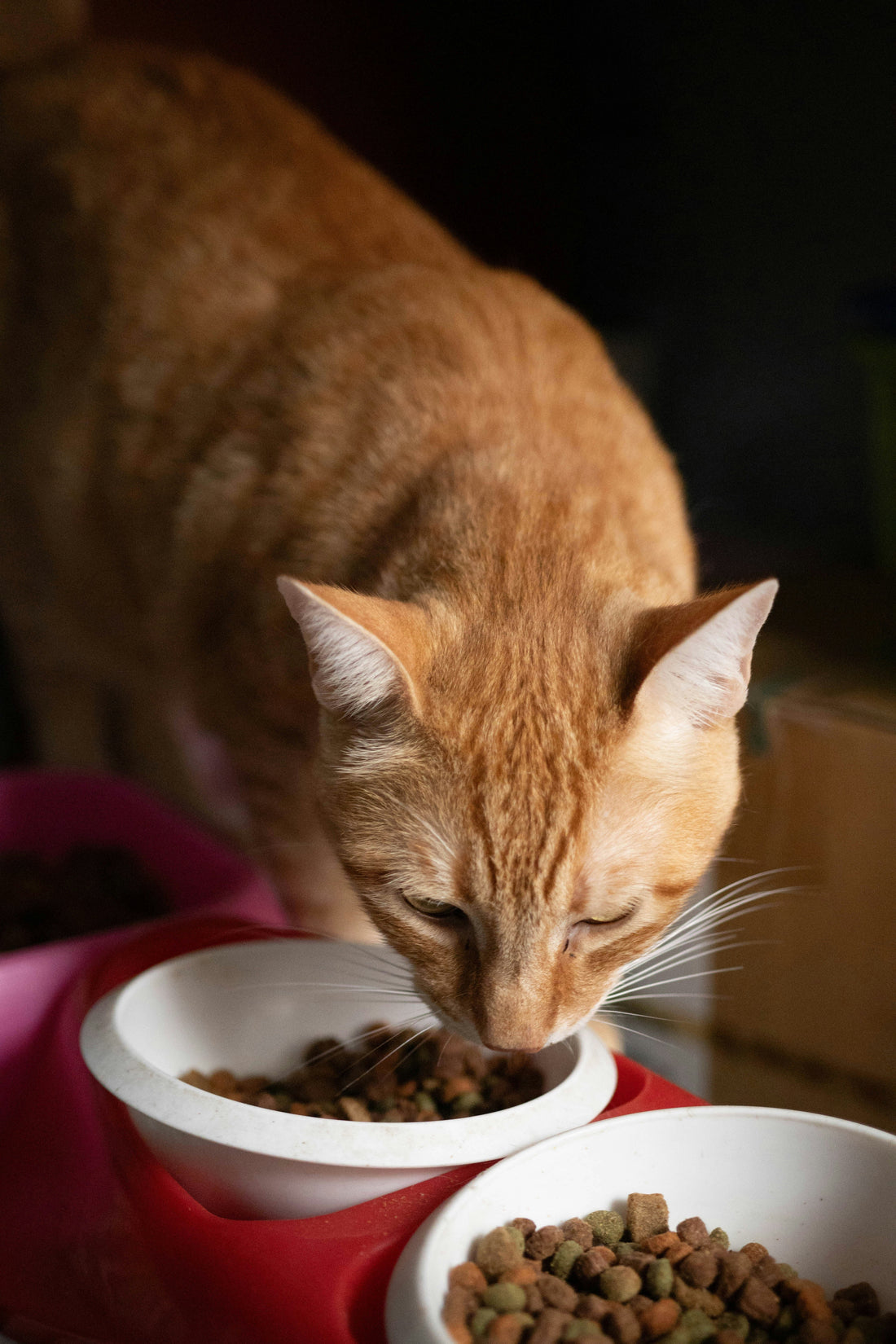 “Understanding Feline Nutrition: What Makes a Truly Healthy Cat Food?”