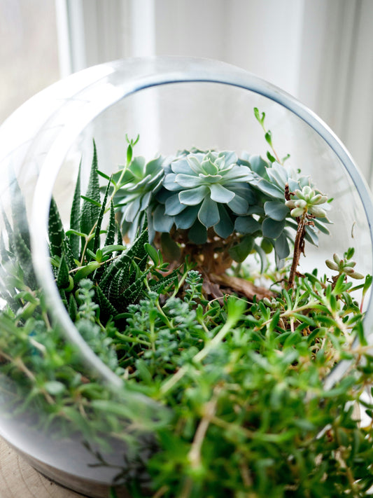 “Terrarium Maintenance: Keeping the Habitat Clean and Healthy”