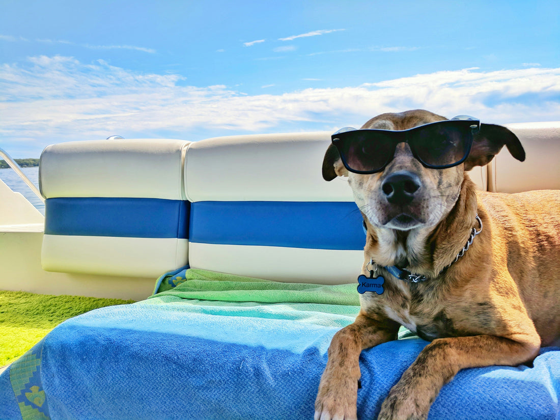 “Essential Airline Travel Tips for Flying with Pets”