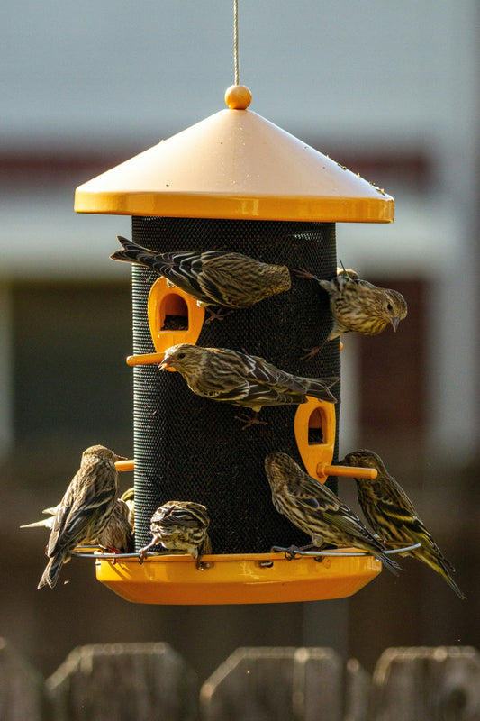 “Choosing the Right Bird Feeders for Your Backyard Habitat”