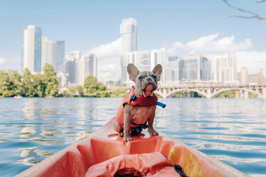 “The Benefits of Using a Car Seat or Booster for Your Pet”