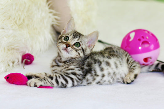 Why Indoor Cats Need Enrichment & How Toys Can Help