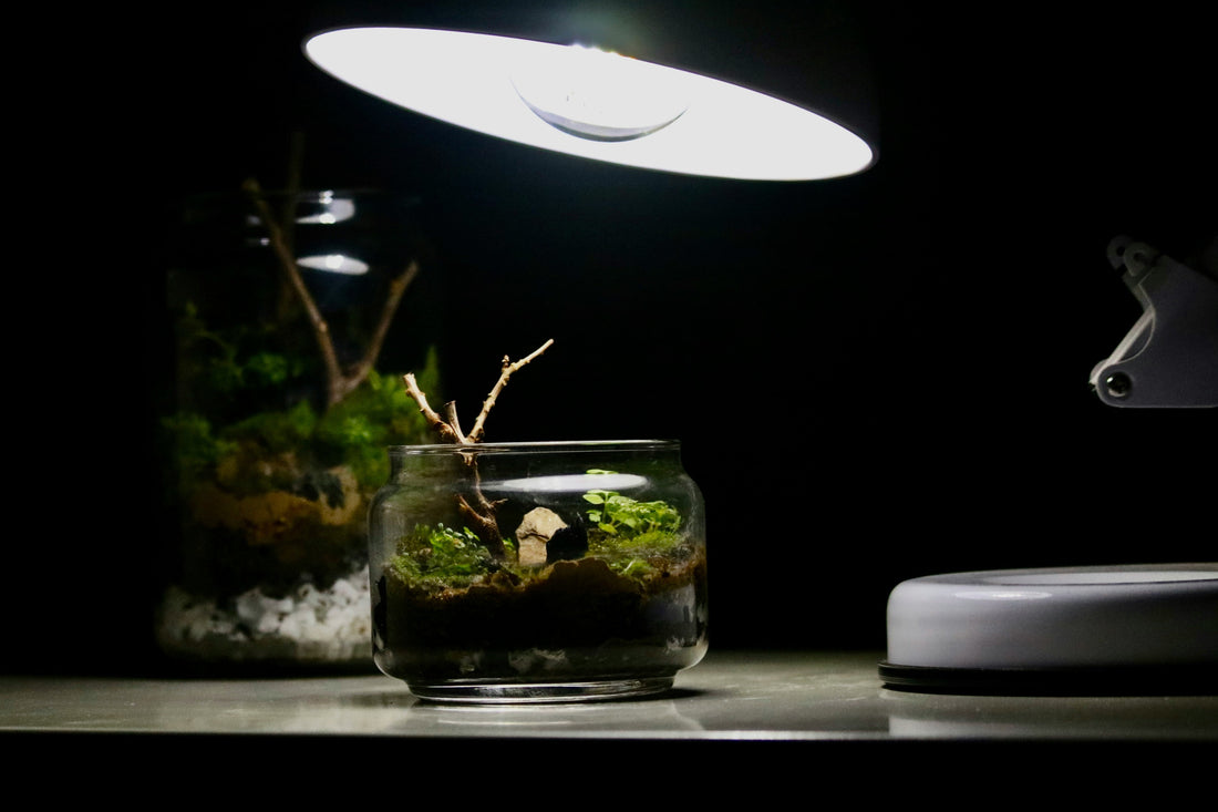 “Terrarium Lighting and Heating: Creating the Perfect Climate”