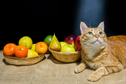 “Decoding Cat Food Labels: How to Identify Quality Ingredients at a Glance”
