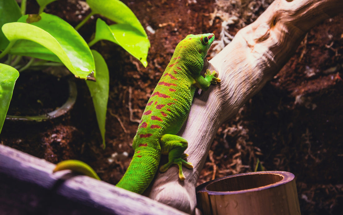 “Decorating Your Terrarium: Enrichment Ideas for a Stimulating Environment”