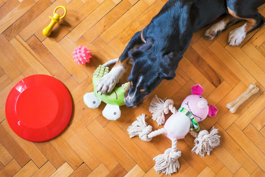 “How to Choose the Right Dog Toy for Your Pup’s Play Style”