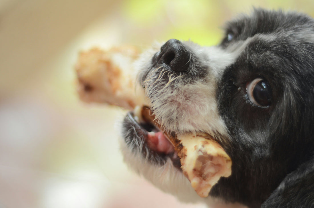 Dangerous Foods You Should Never Feed Your Dog  -5