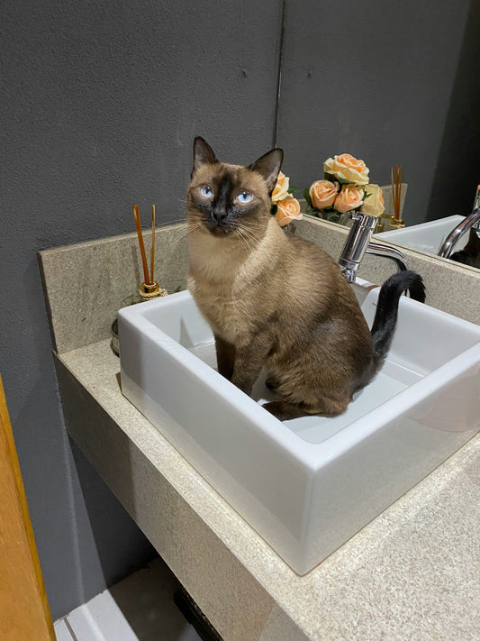 “Litter Box Training for Cats: How to Set Up a Stress-Free Environment”