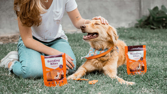 Dangerous Foods You Should Never Feed Your Dog  -4