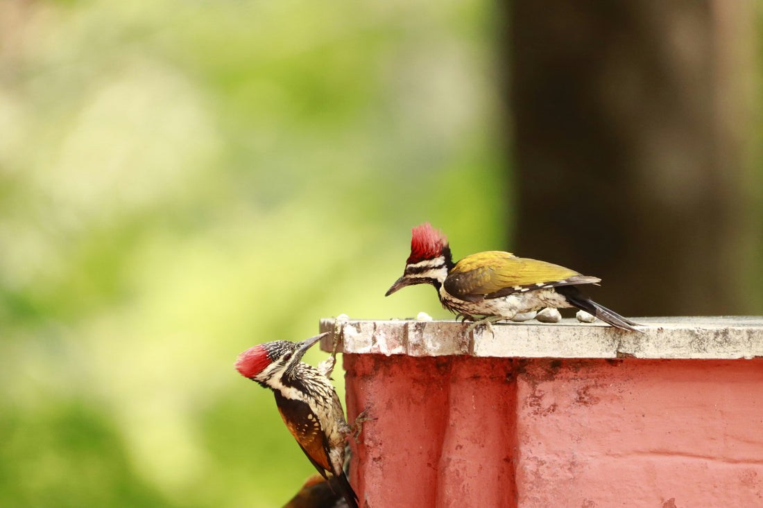 “Understanding Bird Behavior: What Backyard Birds Are Really Doing”
