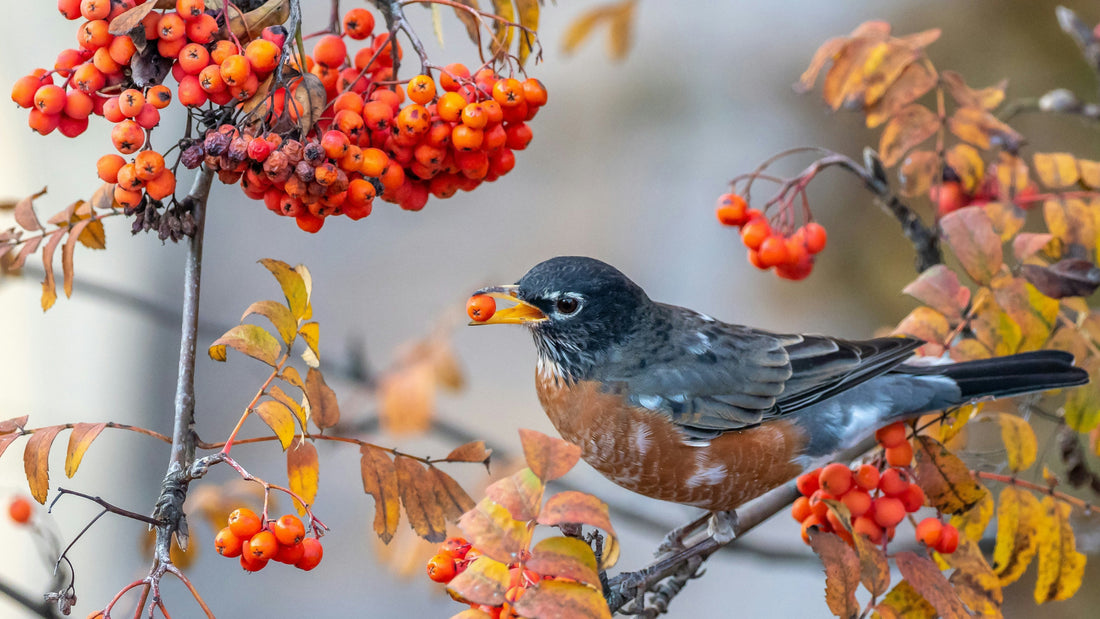 3. “A Bird Is Easier Than a Dog” — The Biggest Misunderstanding