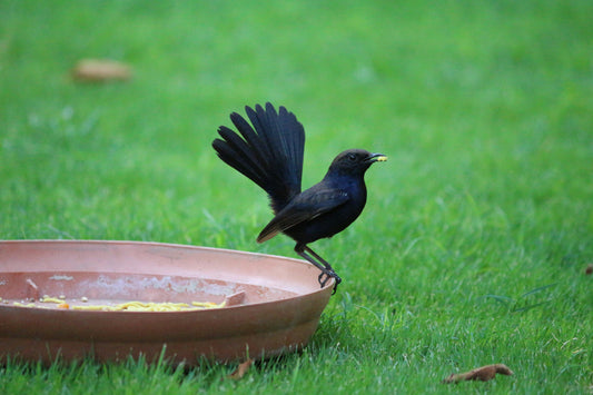 “How to Create a Bird-Friendly Backyard: Essentials for Beginner Birdwatchers”