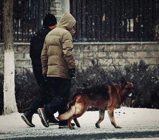 Why Daily Walks Are Essential for Your Dog’s Physical Health