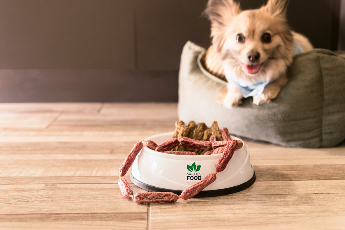 Dangerous Foods You Should Never Feed Your Dog  1