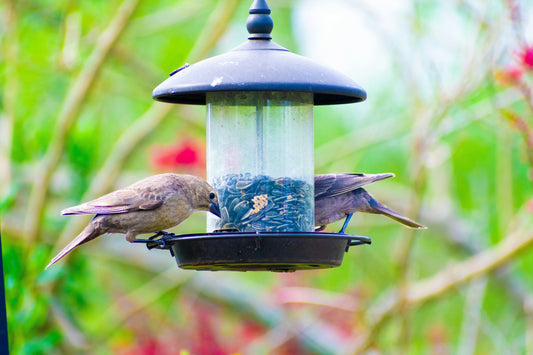 “How to Maintain a Safe and Clean Environment for Backyard Birds”