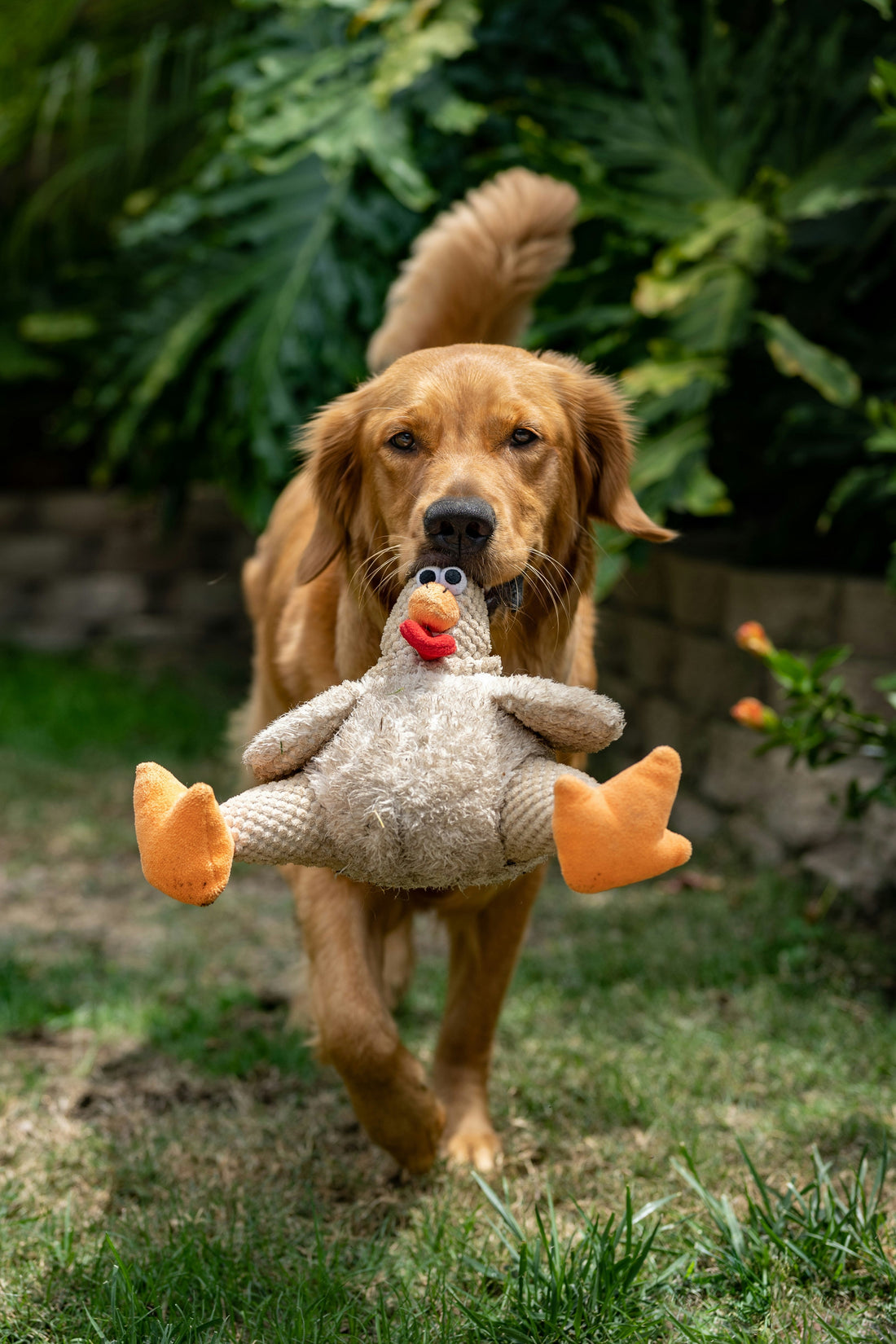“The Hidden Benefits of Interactive Toys: Mental Stimulation for a Happier Dog”