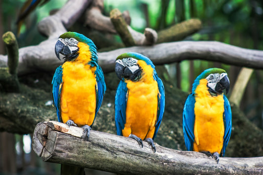 1. “My Bird Started Screaming Every Morning” — Understanding Bird Emotions