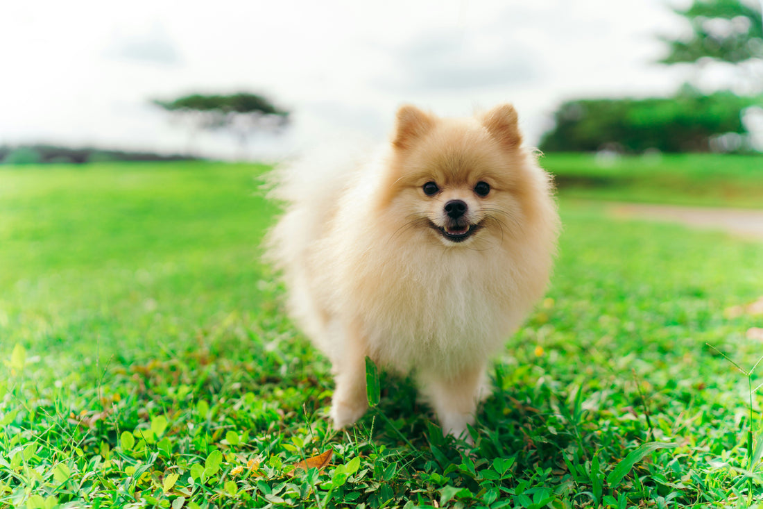Dangerous Foods You Should Never Feed Your Dog  -3
