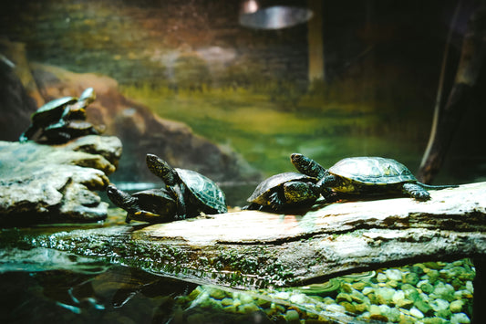 . “Creating a Safe and Natural Habitat: The Basics of Pet Terrariums”
