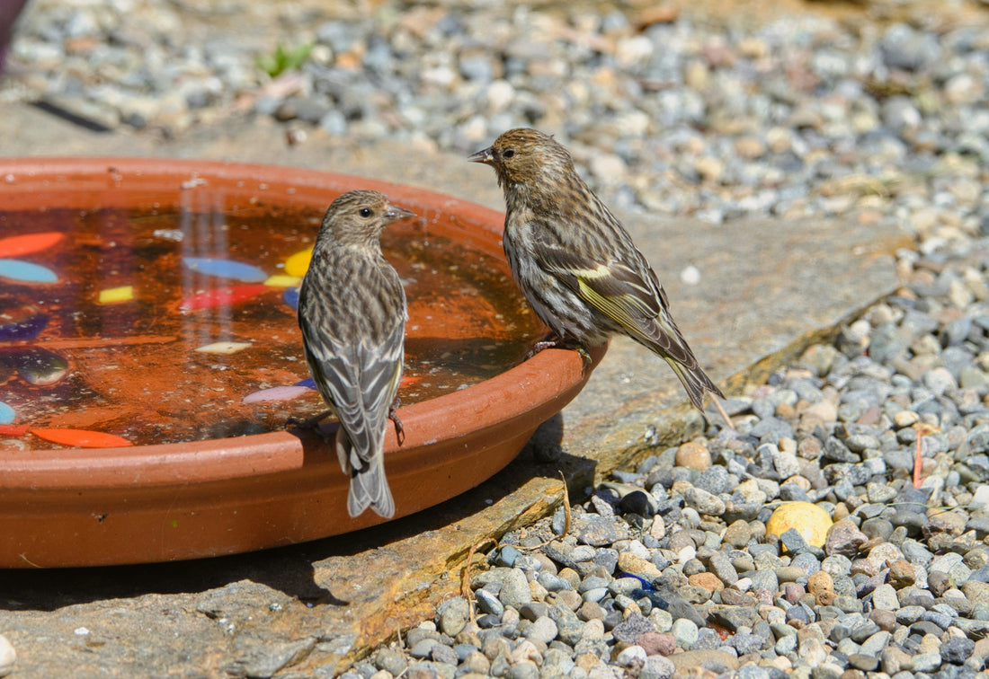 Seasonal Birdwatching: How to Attract Birds All Year Long”