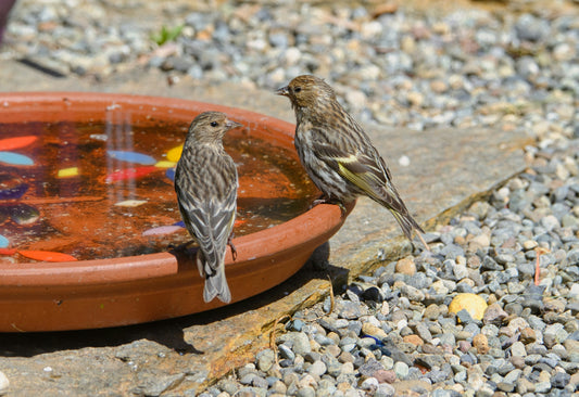 Seasonal Birdwatching: How to Attract Birds All Year Long”