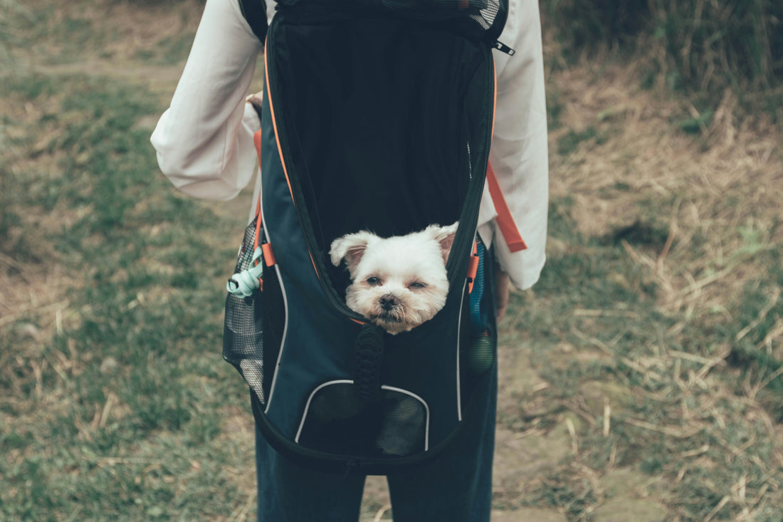 “Pet Travel Backpacks: Hands-Free Comfort for Active Owners”