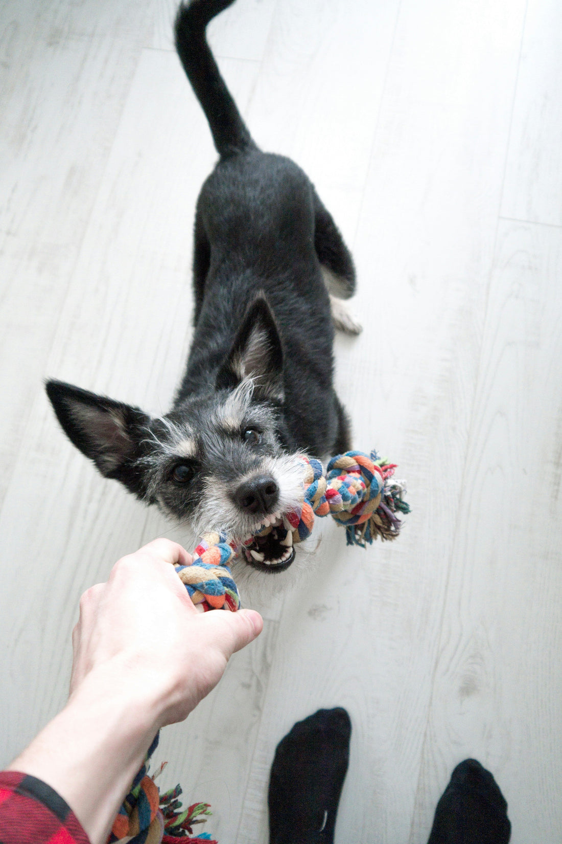 Creating a Safe and Comfortable Home Environment for Your Pets