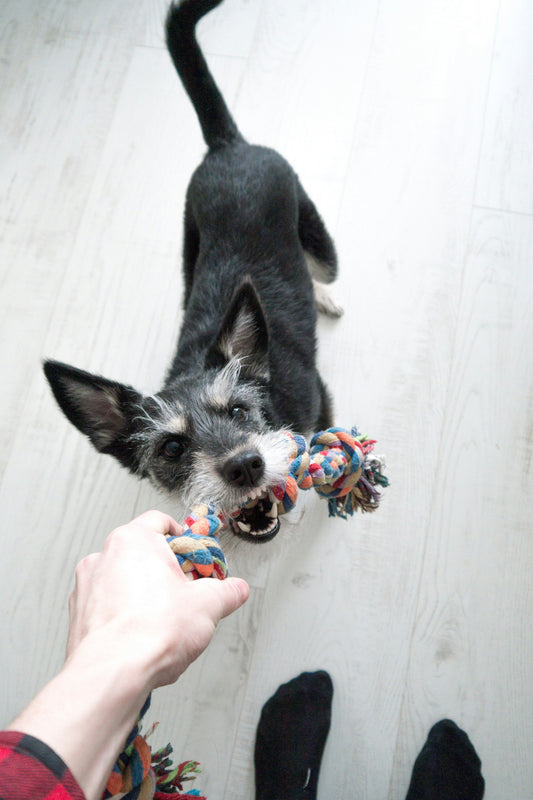 Creating a Safe and Comfortable Home Environment for Your Pets