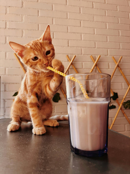 “Hidden Dangers: Ingredients to Avoid When Choosing Cat Food”