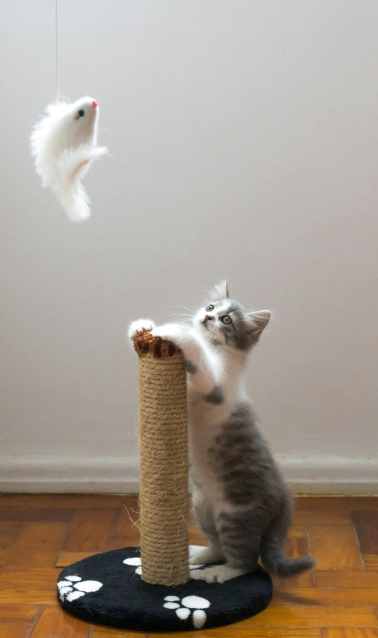 How Playtime Improves Your Cat’s Health and Behavior