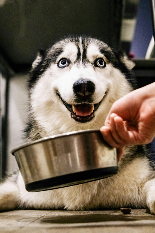 Essential Feeding Equipment Every Pet Owner Should Have