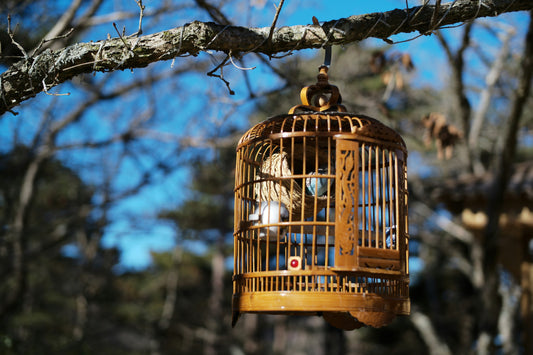 1. “Let the Bird Trust You First” — Never Force Physical Contact