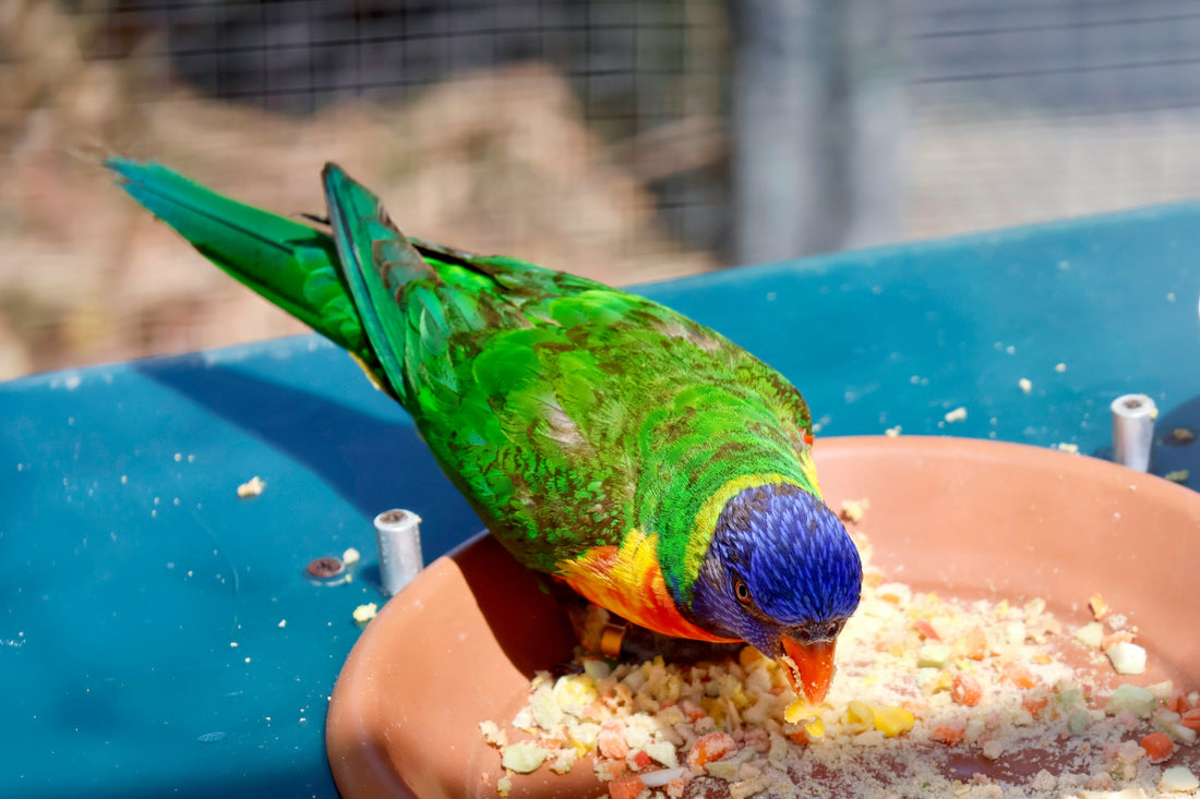 Foods Pet Birds Absolutely Love (And Owners Love Watching Them Eat)