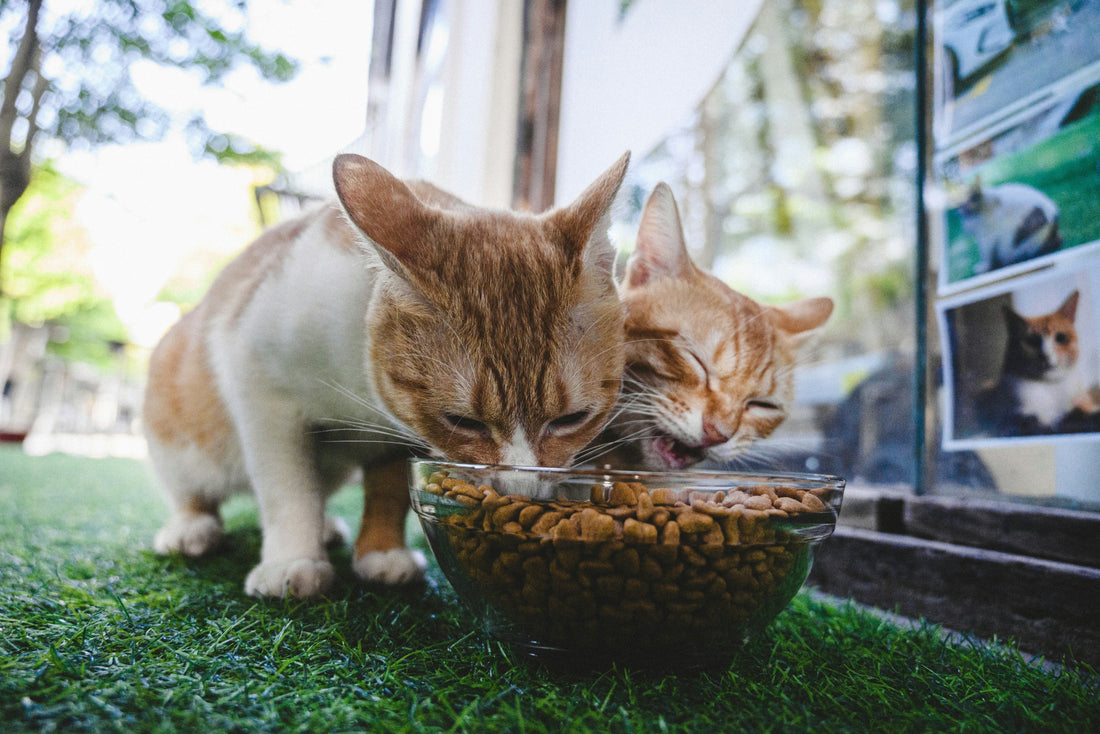 “Wet vs. Dry Cat Food: How to Choose the Best Option for Your Cat’s Needs”