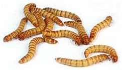 BASSETT'S CRICKET RANCH 2000 Mealworms, Reptile, Birds, Chickens (Large)