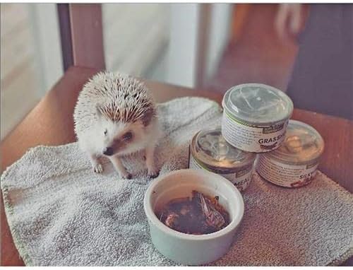 Canned Snails (1.2 oz.) - Healthy High Protein Insect Treat - Hedgehogs, Sugar Gliders, Reptiles, Wild Birds, Chickens, Lizards, Bearded Dragons, Skunks, Opossums, Fish, Amphibians, Turtles