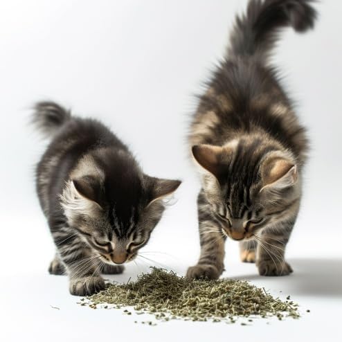 Feline Fantasy Blend, Silvervine: USDA Certified Organic American Catnip w Silvervine Matatabi , 1 Cup Refill - Eco-Safe, Freshness-Sealed - A Purrfect Treat for Your Feline (Eco Silvervine Mix)