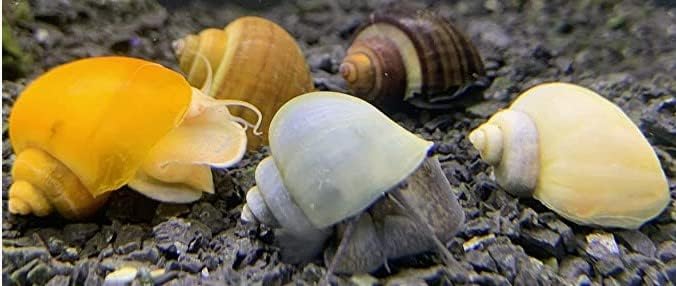 LLC Mystery Snail 10 Pack (Pomacea Bridgesii) Mix Colored Pack with Java Moss - Live Freshwater Snails Insulated Priority Mail
