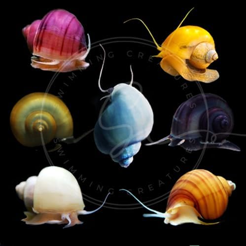 Swimming Creatures™ Assorted Mystery Snails (5 Pack) Freshwater Live Aquarium Snails