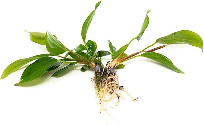 Anubias Hastifolia Bare Root - Hardy Freshwater Aquatic Plant - Create a Safe & Natural Environment for Your Aquarium Pets - Adds Natural & Stunning Beauty - Small