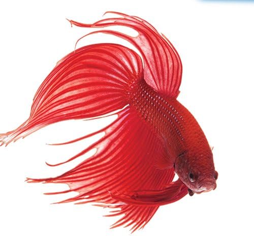 API BETTAFIX Antibacterial & Antifungal Betta Fish Infection and Fungus Remedy 1.7-Ounce Bottle