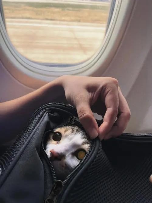 HSC PET Soft Sided Cat Carrier Soft Small Pet Carriers Dog Carrier Airline Approved Dog Carriers,Lightweight,Luxury Style,Top Expandable,Guaranteed on Cabin Board Flight Travel Recommend Under 15lbs