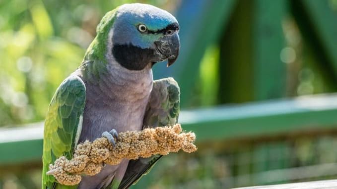 CountryMax HG9M Spray Millet Natural Treat Food Non-GMO Pesticide Free for Parrots, Parakeets, Finches, Lovebirds (1 Pound)