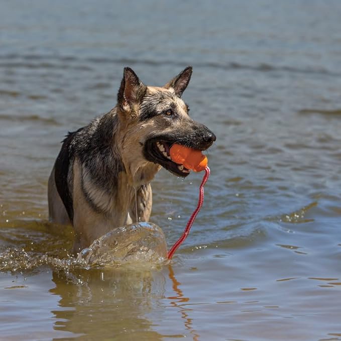 KONG Aqua Classic Dog Toy 2-Pack – Floating Retrieval Toy for Water Play - with Rope (Large)