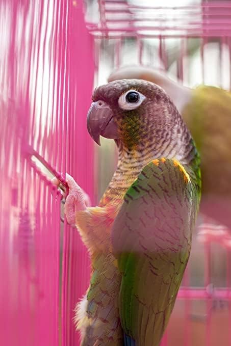 CountryMax HG9M Spray Millet Natural Treat Food Non-GMO Pesticide Free for Parrots, Parakeets, Finches, Lovebirds (5 Pounds)