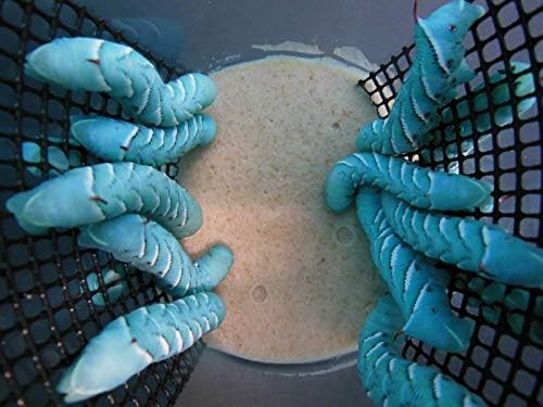 aka Goliath Worms- 3/4" to 1"- 12-15/ Cup for Reptile, Birds, Chickens, Fish Food by Abdragons