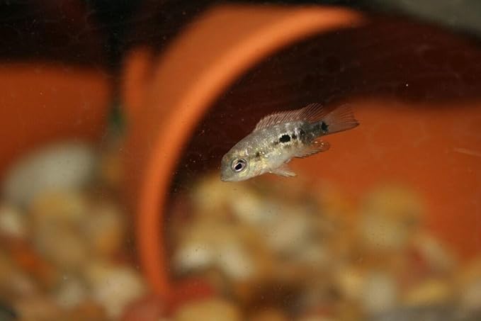 Freeze-Dried Bloodworms, Our Grade A Floating Bloodworms for All Freshwater Fish, Marine Fish, Corals, Anemones, Baby Pond Fish…0.8oz Squeeze Bottle