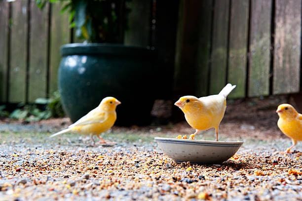 Hemp Seed (Sterilized) for Birds (4 LB)